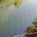 翠湖畔烏龜背影