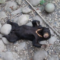 仰臥的黑熊 1