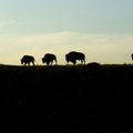 Teton Bison 黃昏裡的野牛