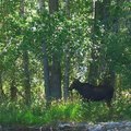 林中的“四不像” （Moose)