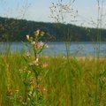 Phelps Lake -- 植物