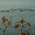 Lake Mendota 候鳥2
