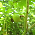 May Apple fruit