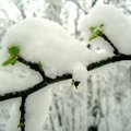 Spring：春雪中的老枝新葉