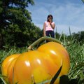 Summer：菜園裡的收穫，長得像南瓜的番茄。
