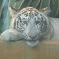 White_tiger_3