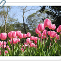台灣景，歐風情--浪漫絢麗花園 - 粉紅鬱金香