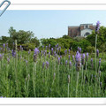 台大校園農場一隅  紫色的薰衣草  增添校園的美麗浪漫