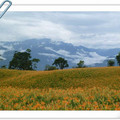 花蓮赤柯山金針花海 & 壯麗山景   有著小瑞士般風情