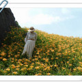 【台灣景，歐風情】--如詩如畫 - 金針花   花蓮六十石山