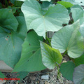 F11 Sweet potato leaves