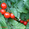 F08-2 Tomato