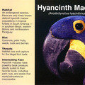 F06 Hyancinth Macaw