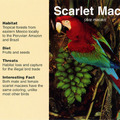 F07 Scarlet Macaw