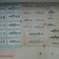 F10 Types of Fish
