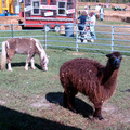 A small kind of Llama (from South America).