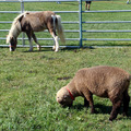 Lamb and horse