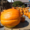 Big Pumpkin contest
