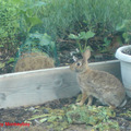 F01 I am a Rabbit DSC03922