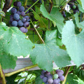 A38 F3 Grapes on the vine