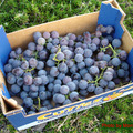 A38 F4 Box Grapes