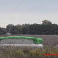 F4 Arkansas cotton field