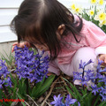 女兒(1y3m)首度與風信子、水仙的合影，在春天的花園裡。