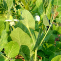 F02 Green Bean Flower