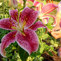 F04 Oriental Lily