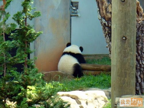長江長江，熊貓一號就位待命，over!