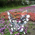 往前山公園路旁的鐵蝴蝶