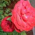 柏克萊玫瑰花園 - 4