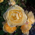 柏克萊玫瑰花園 - 5