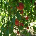 舊金山灣區很多果園開放民眾採果  夏季是桃李櫻桃及各式各樣莓的季節