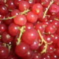 Red Currents