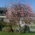 日本廟櫻花開