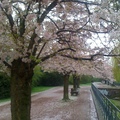 南公園雨中櫻花