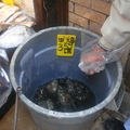 Chinatown_frogs - 9