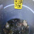 Chinatown_frogs - 12
