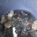 Chinatown_frogs - 13