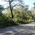2011 Central Park_after October snowstorm - 12
