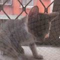 窗檯旁的小貓咪(09614)
