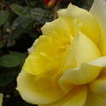 典雅黃玫瑰