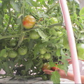 水耕溫室蔬果--番茄