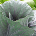水耕溫室蔬果--紫高麗菜