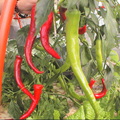 水耕溫室蔬果--辣椒2