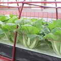 水耕溫室蔬果--大白菜