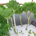 水耕溫室蔬果--奶油A變小樹