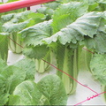 水耕溫室蔬果--竹筍白菜1