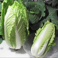 水耕溫室蔬果--竹筍白菜2